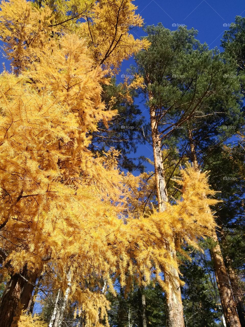 Yellow and green trees