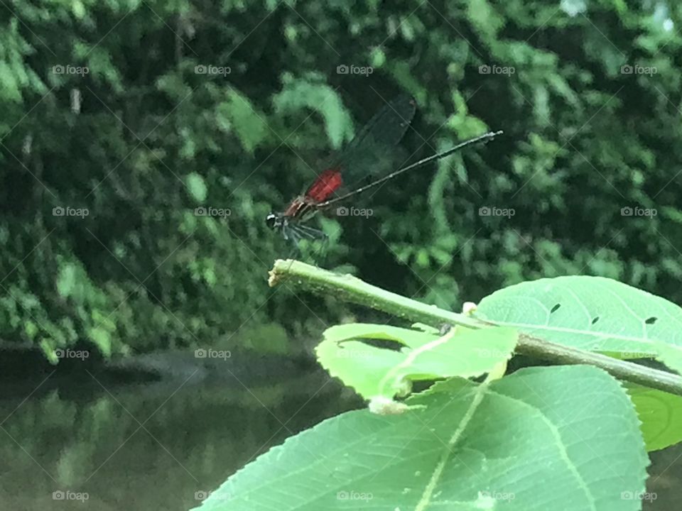 Red dragonfly 