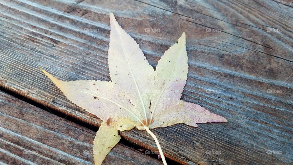 Leaf On Table