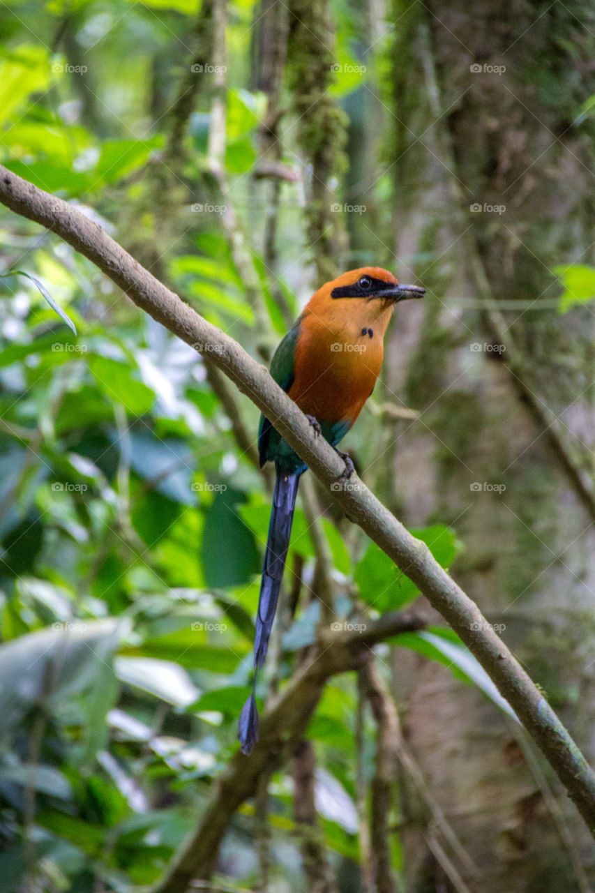 Exotic bird in the Costa Rican Rainforest