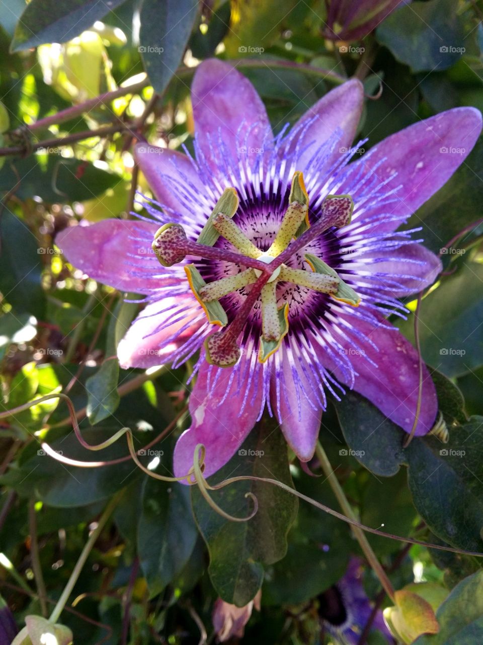 Unique flower