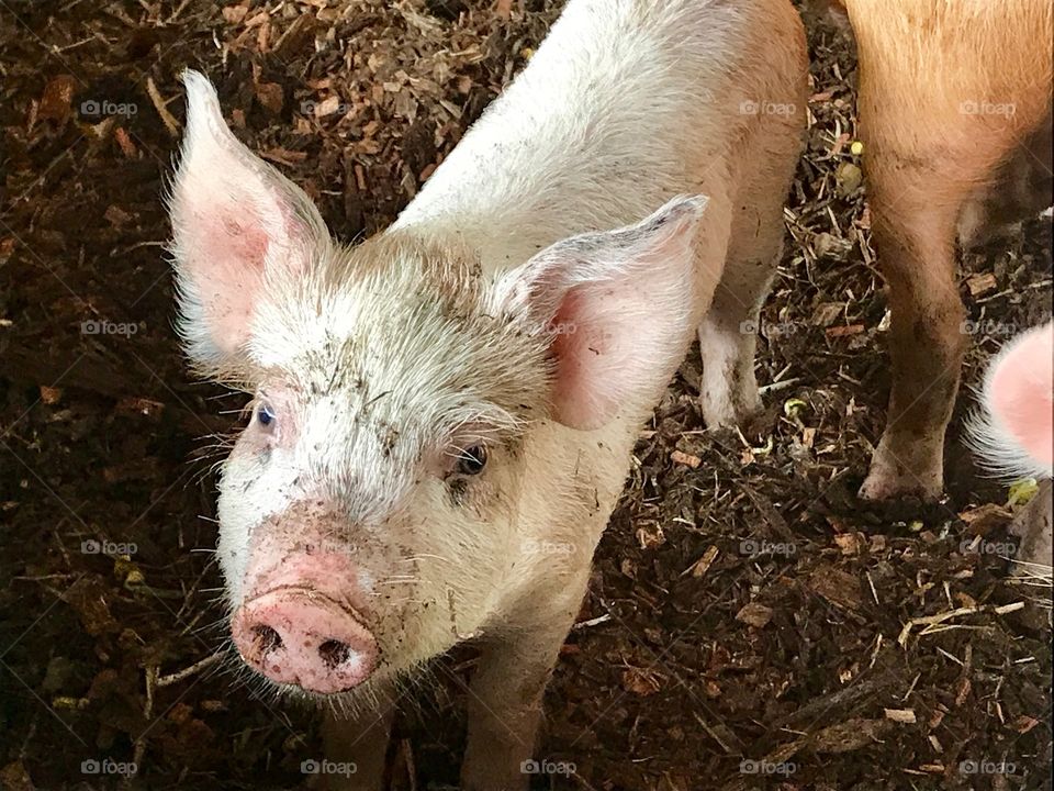 This little piggy at a farm in Hawaii