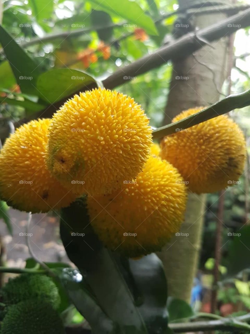 fruits