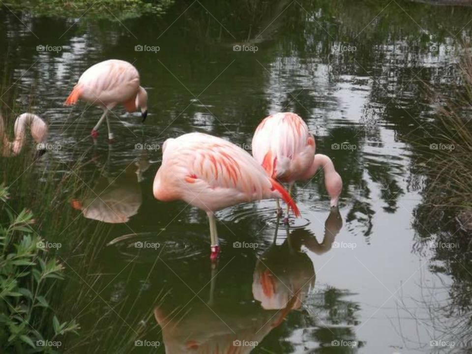 Beautiful Colored Flamingos