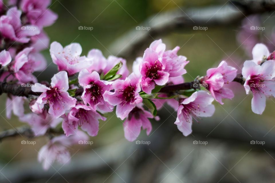 The loving perfect colors of an almond tree 