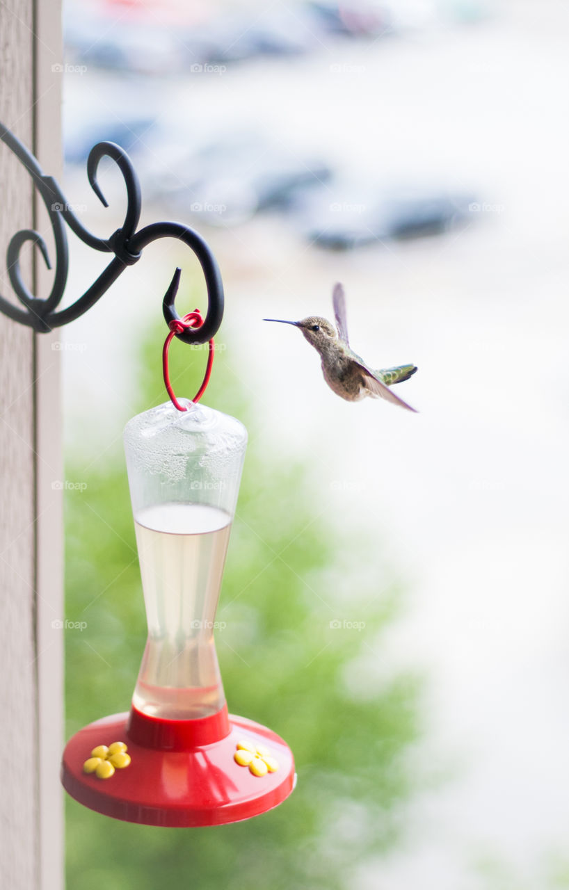 Hummingbird coming in for a feeding. 