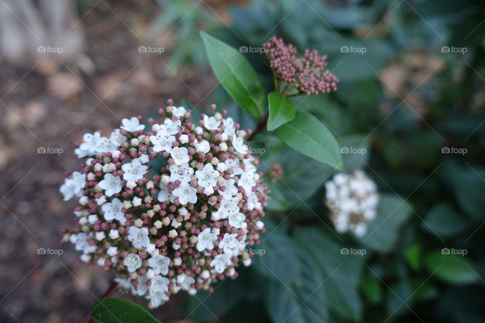 Tiny white flowers with buds.