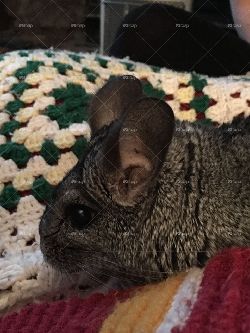 Chinchilla 