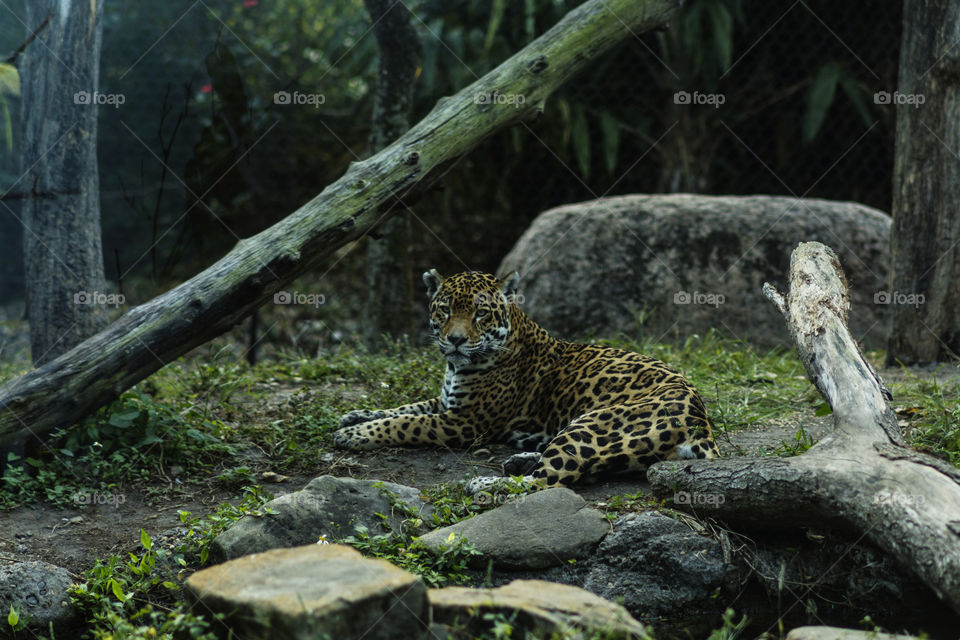 Leopard Resting at Miami Zoo