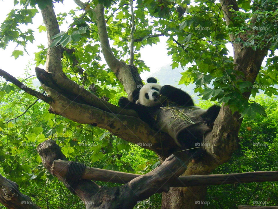 Panda eating in a tree