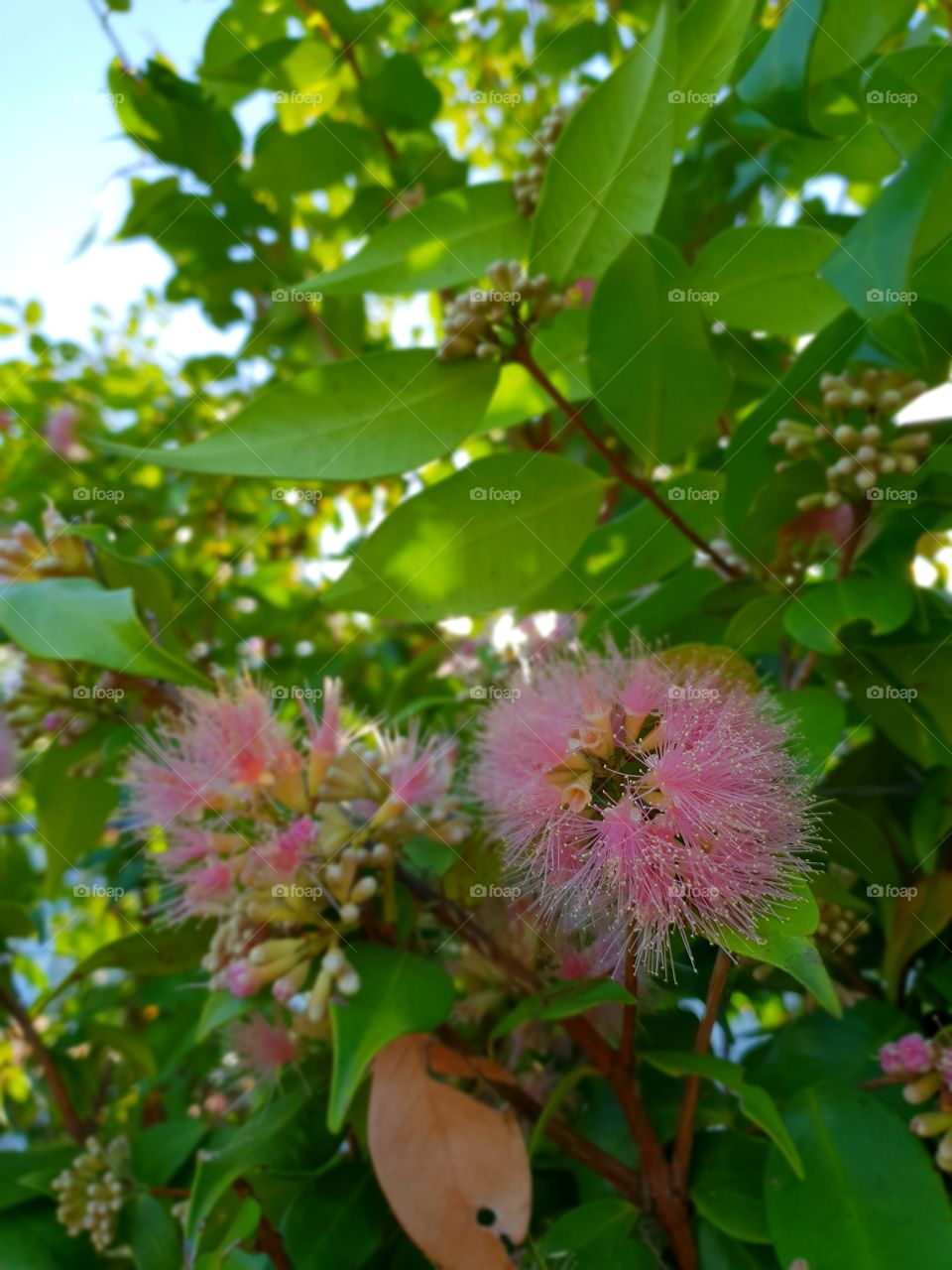 Pink vine flowers