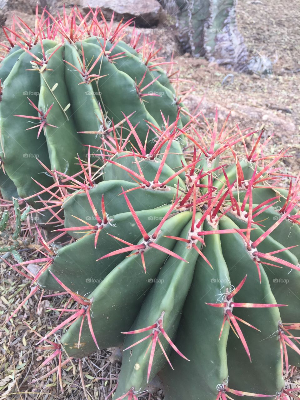 Red spine cactus