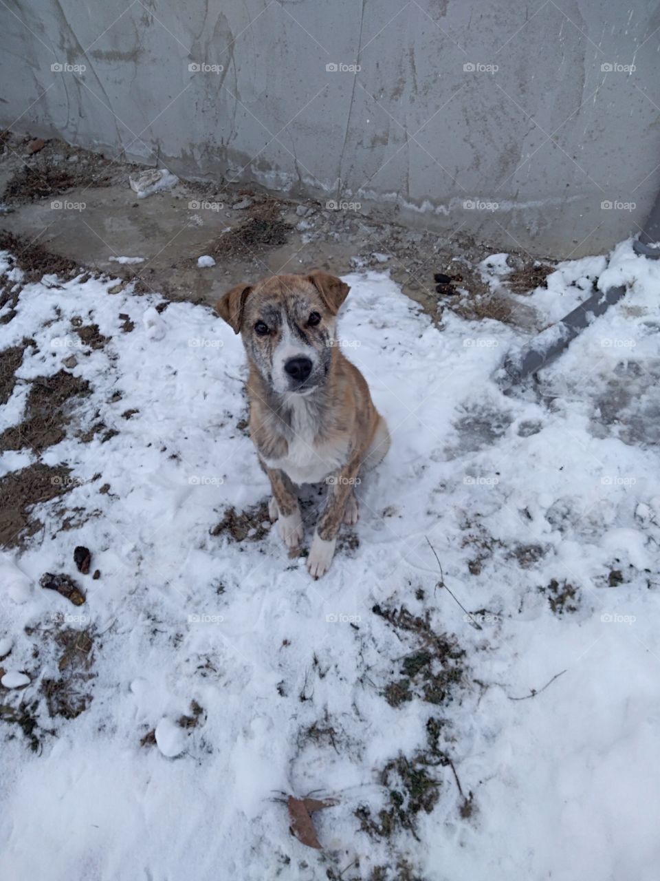 Dog looking at camera