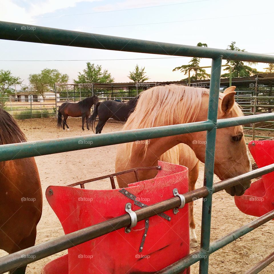 Horses in corral and paddocks, palomino at food bucket foreground; horse ranch at dusk