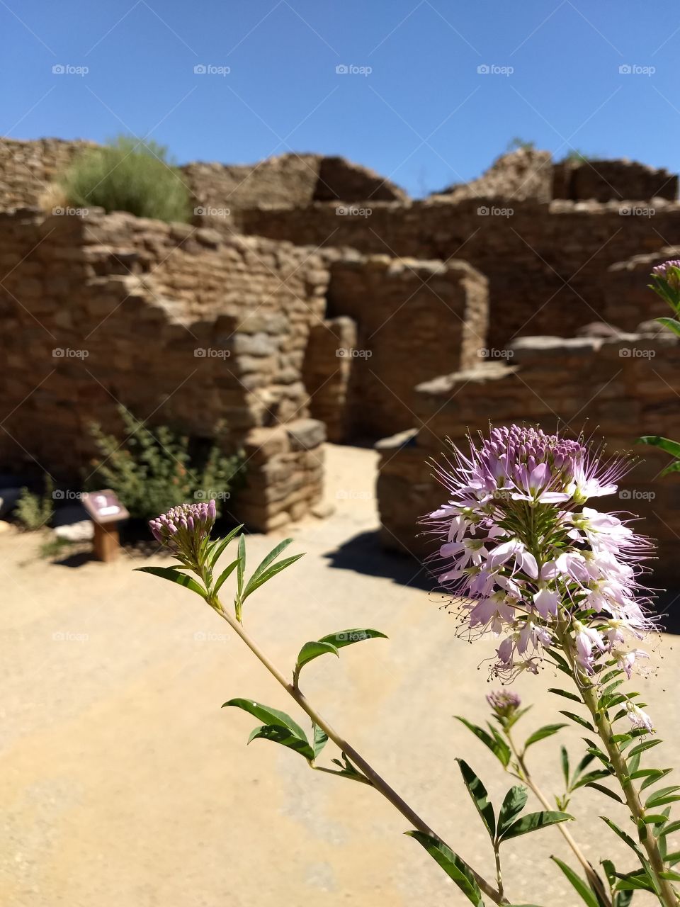 Flowers grow near Indian ruins in New Mexico.