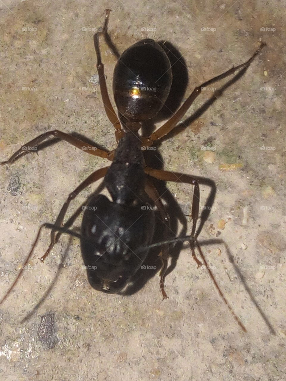 The bite of this ant will make you yell high