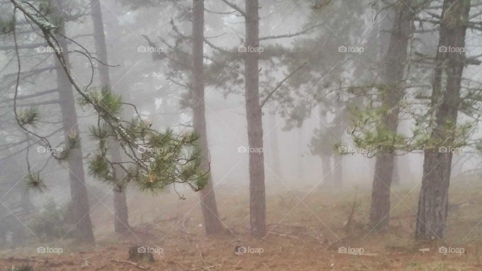 Fog, Tree, Mist, Landscape, Wood