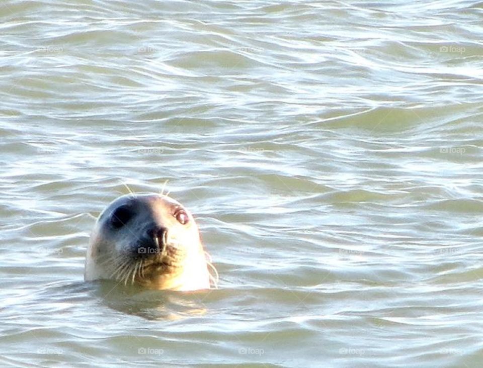 Cute seal. Spotted in the sea in the north of France