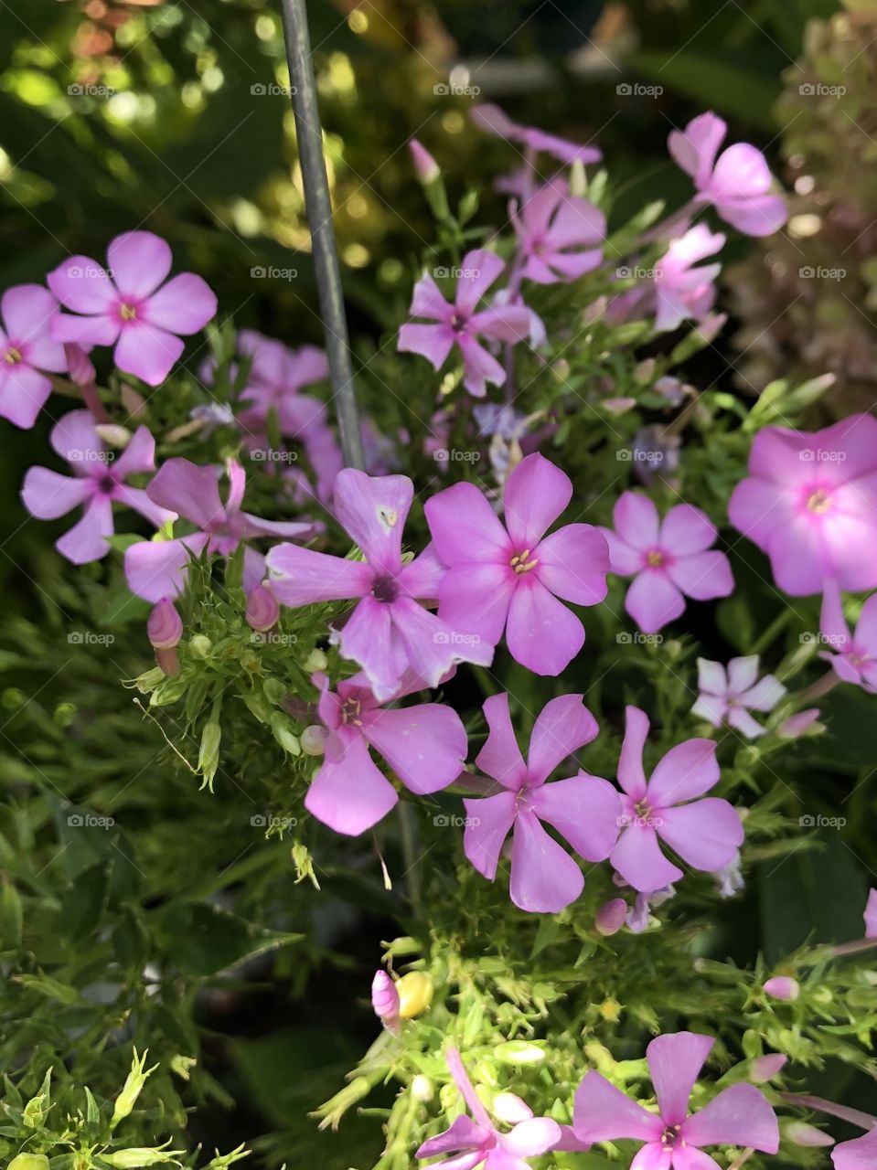pretty light purple flowers 