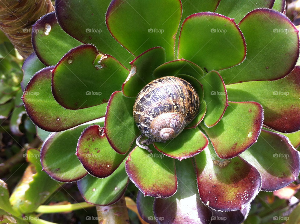 Snail flower spiral