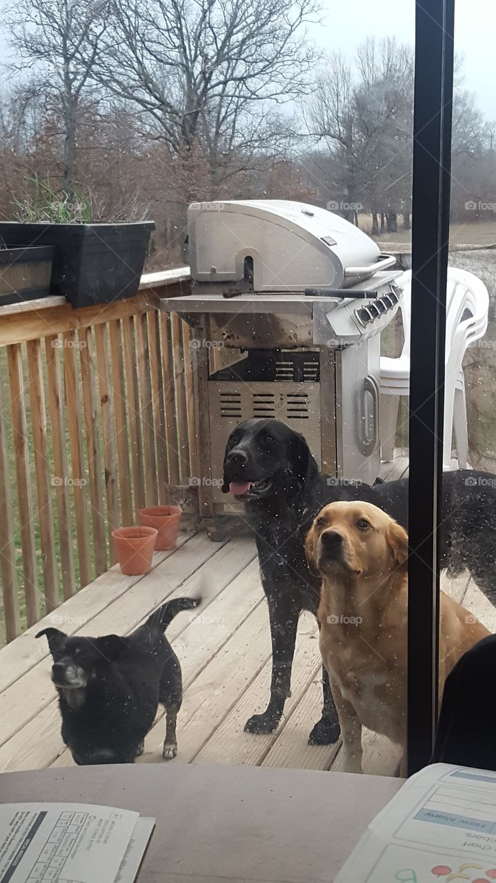 begging dogs and a sneaky cat