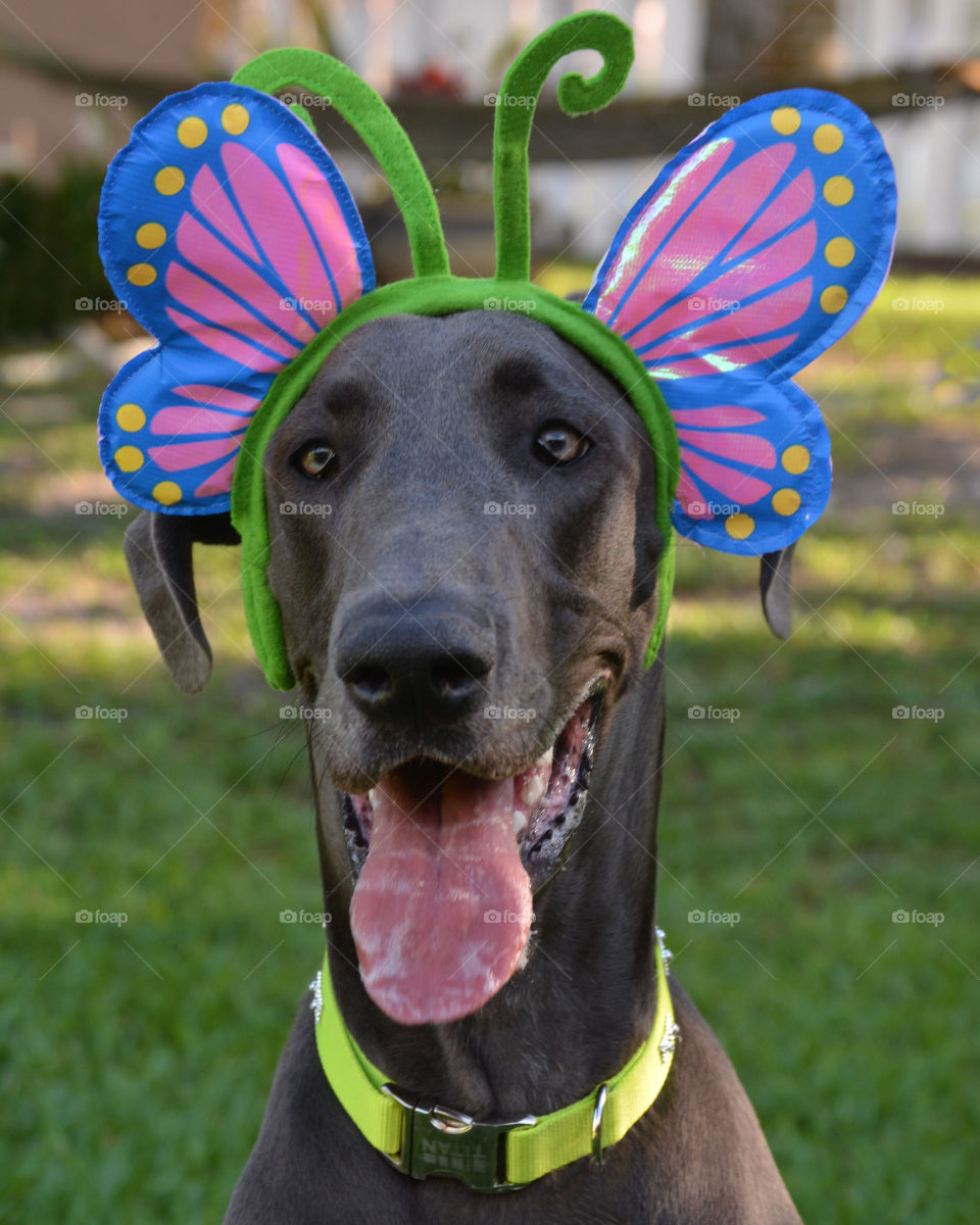 Portrait of dog wearing butterfly headband