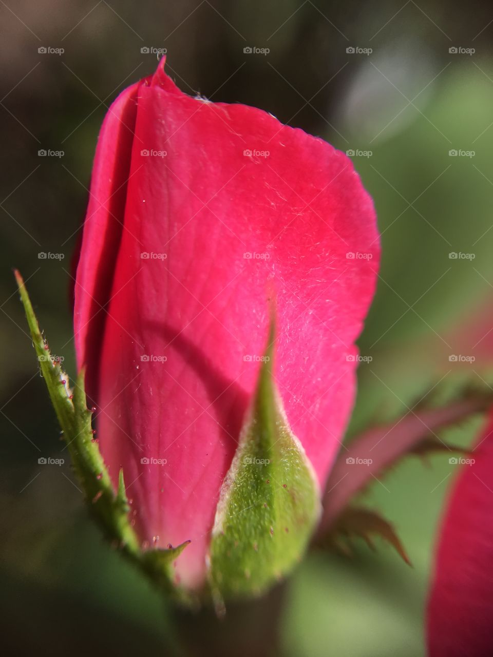 Rosebud sideview