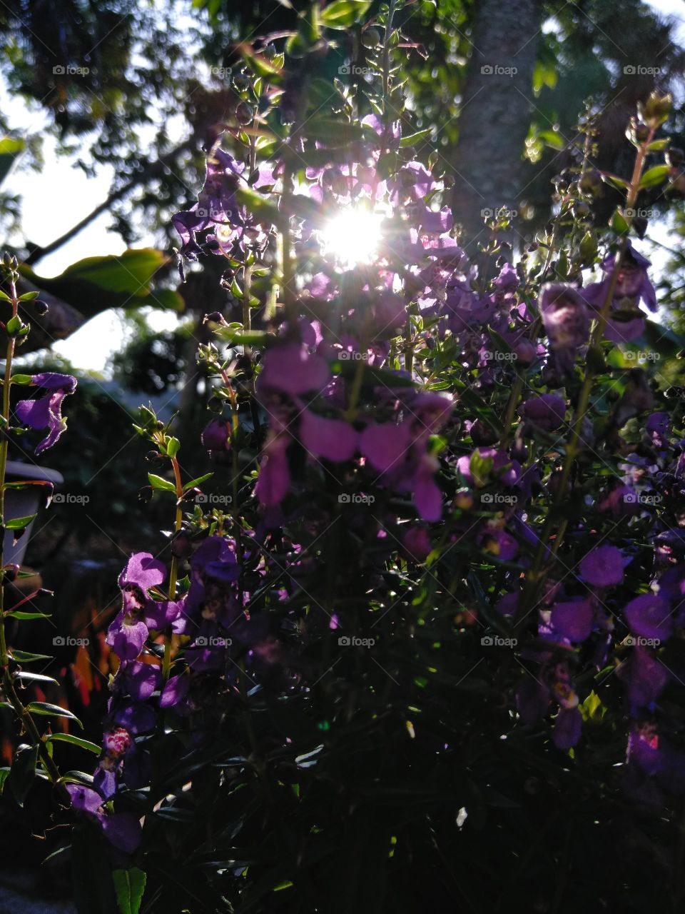 bright tropical sun peeping through perky purple archangel angelonia