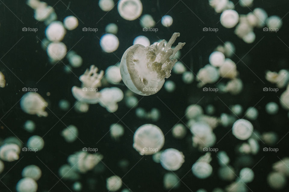 Baby jellyfish 