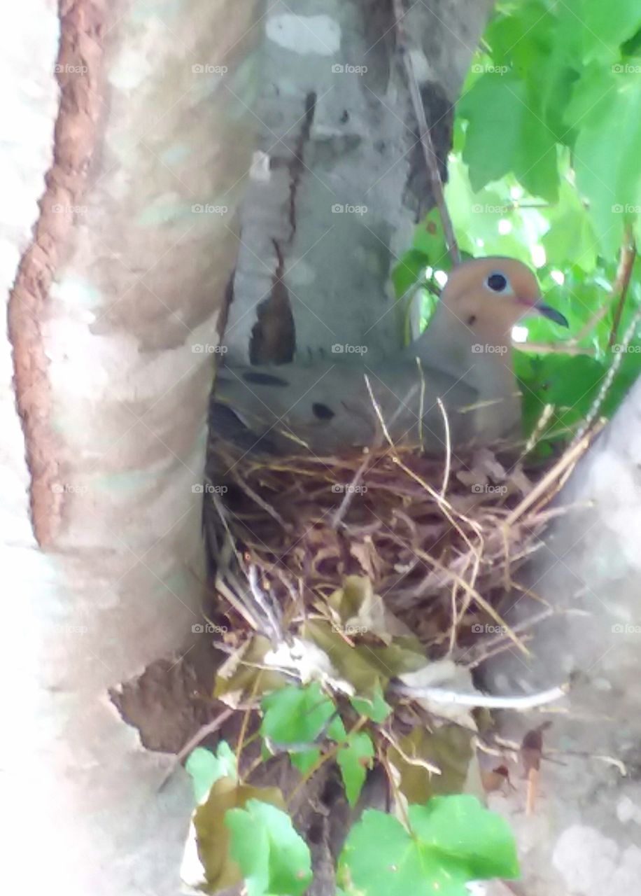 dove in a nest