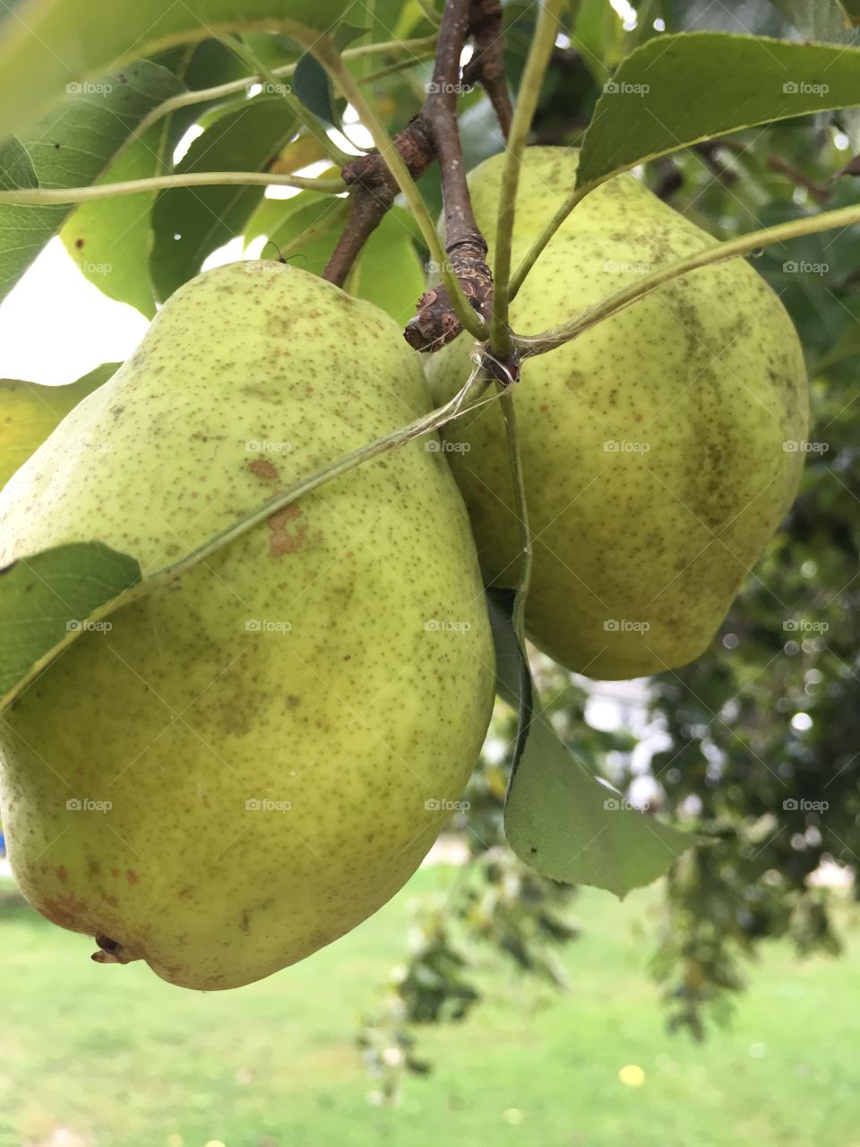 Fresh pears on a tree.
