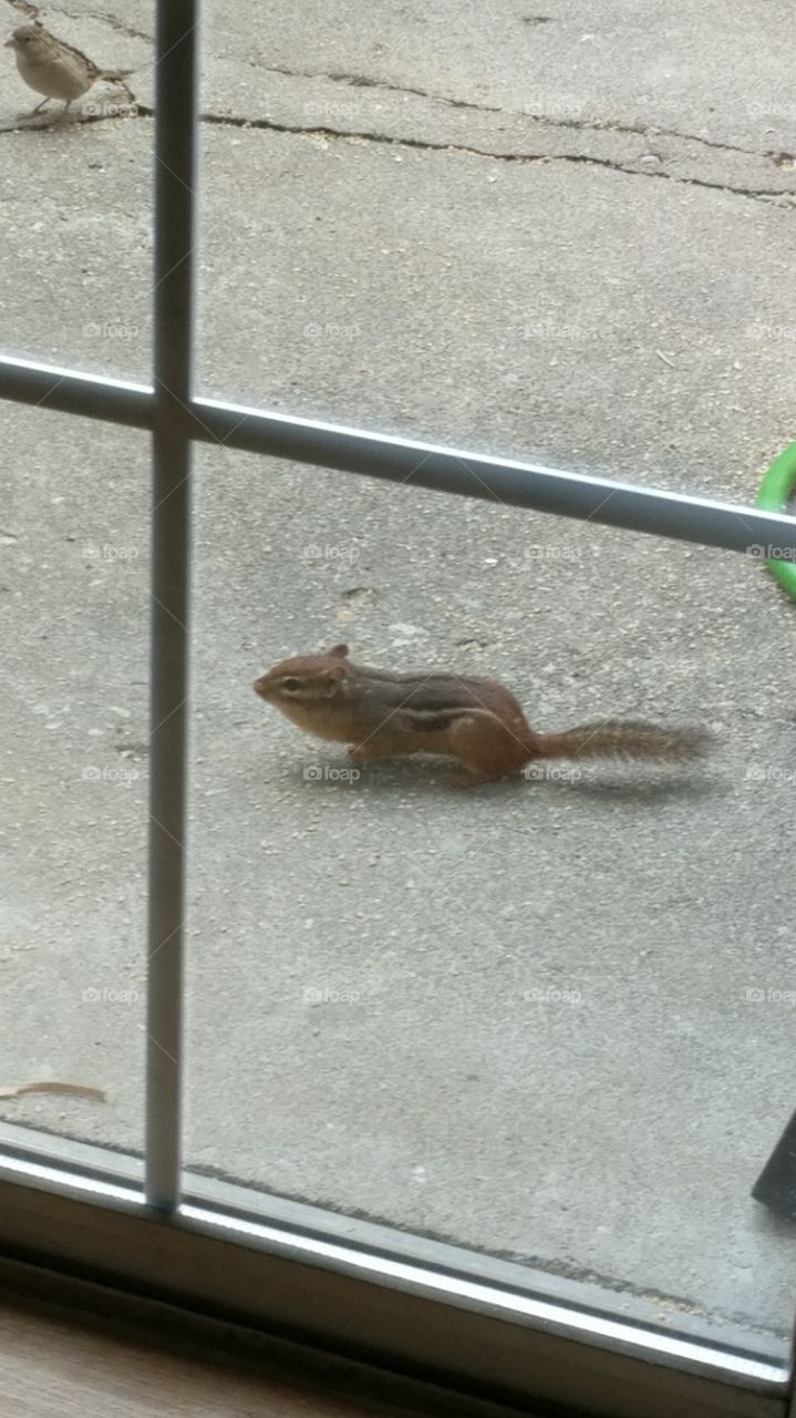 chipmunk