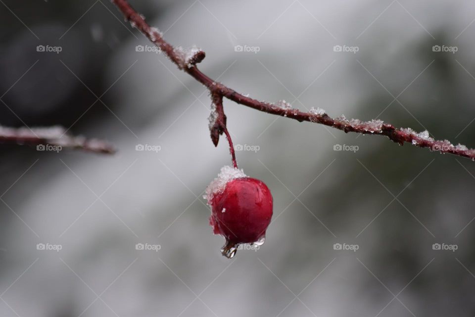 A frozen fruit hanging off the tree