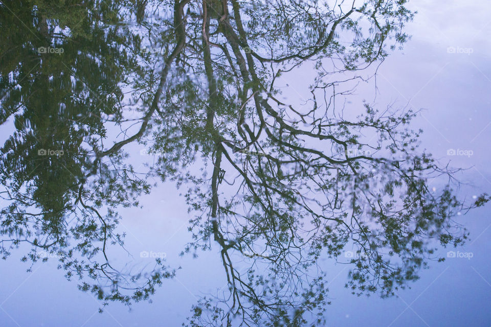 Reflection of tree branches