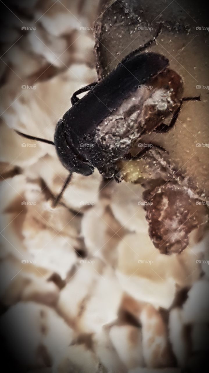 Beetle hatched from pupa with damaged shell