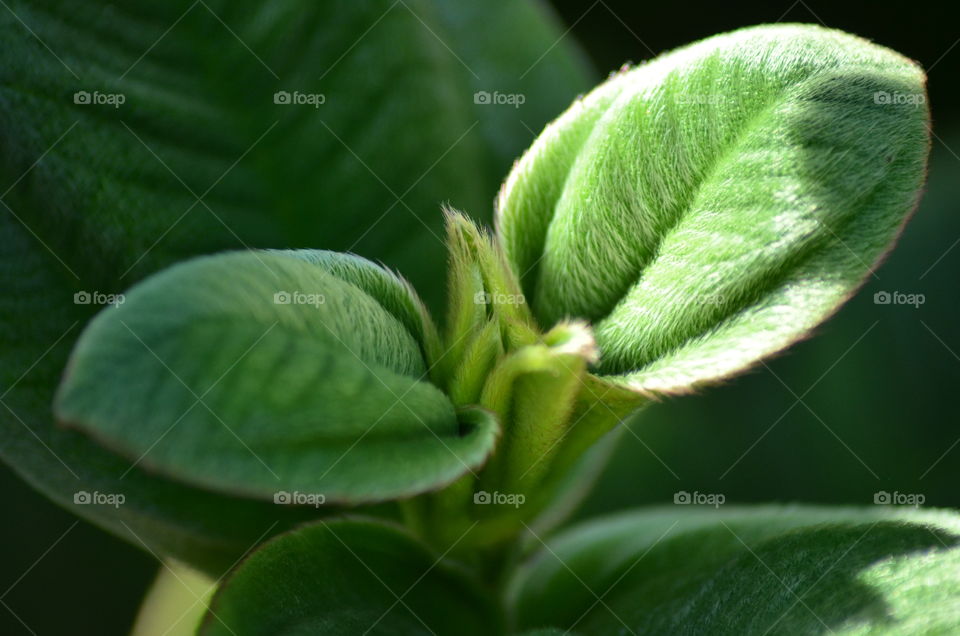 Portrait of a plant