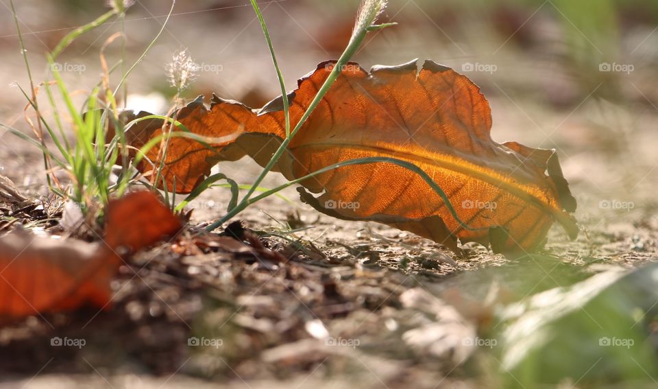 delicate balance. Took closeup shot of a leaf lying on the ground.