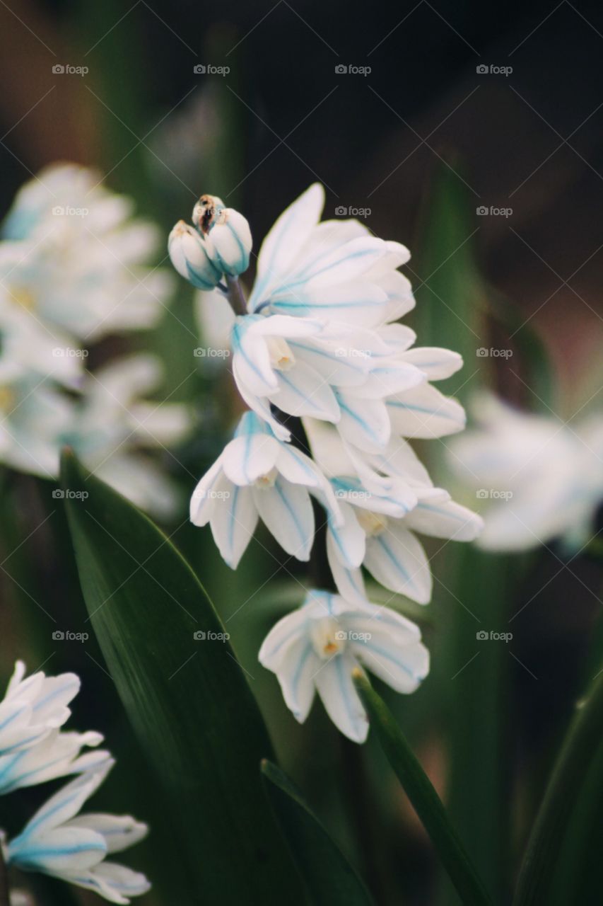 small white flowers that will bloom in the morning, compete with other flowers to bloom
