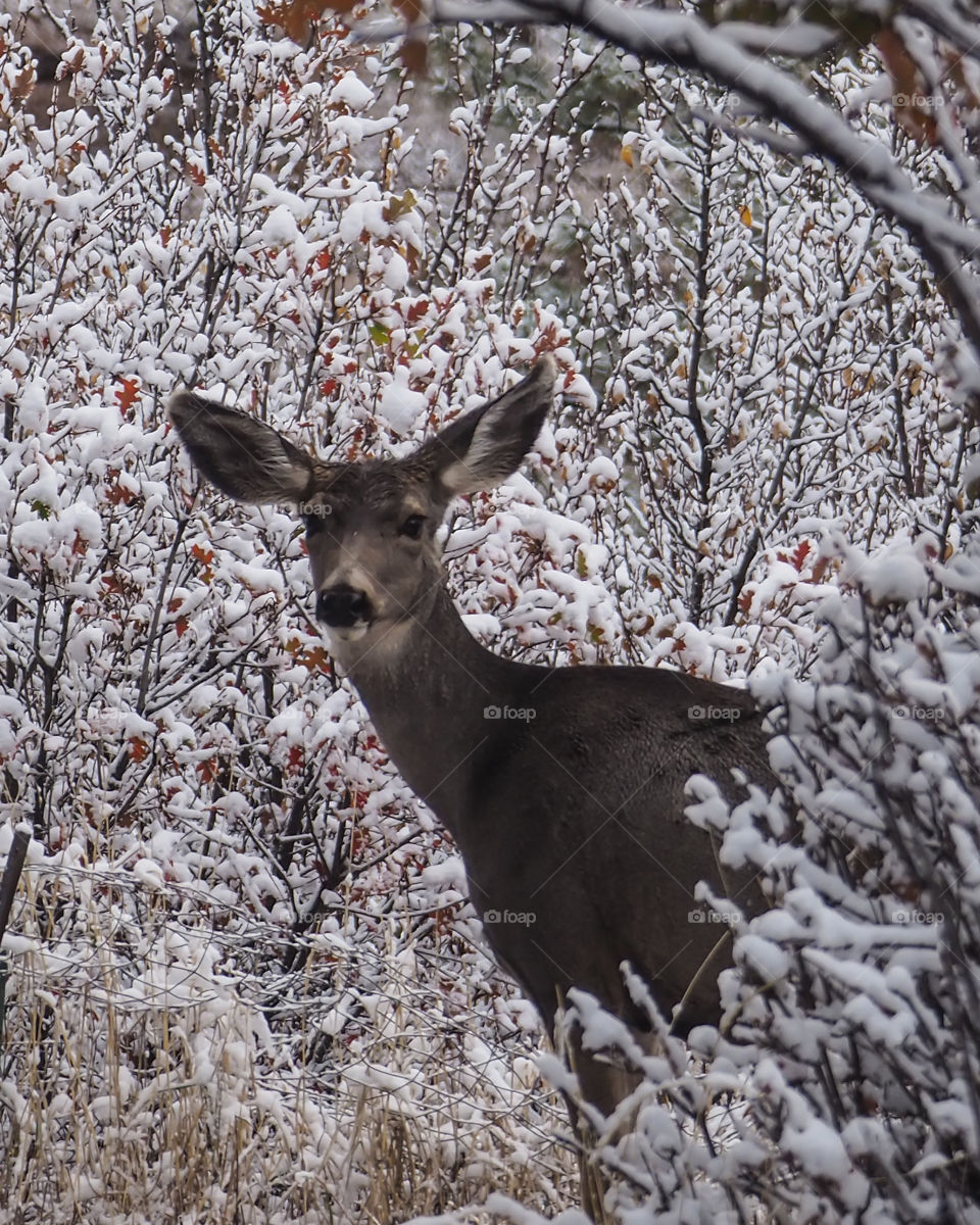 Deer in the First Snow