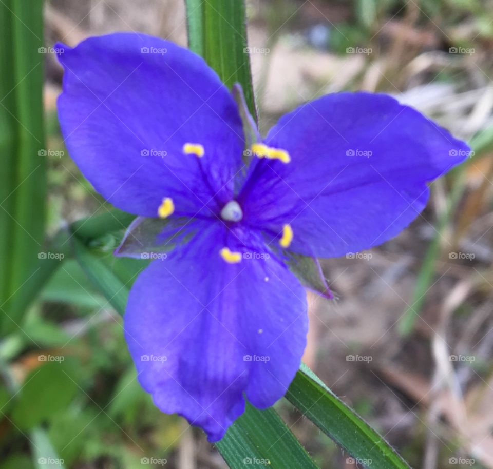 Beautiful flowers 