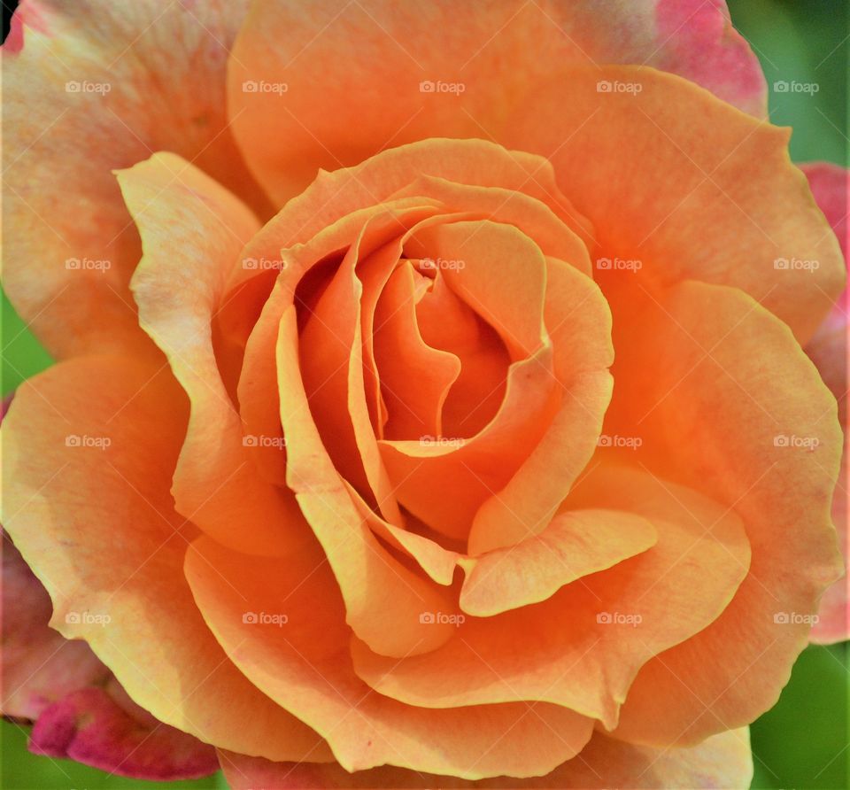 plant life, close up of a orange and pink colored Rose growing in a community garden. 
@friendsofeastsac #friendsofeastsac