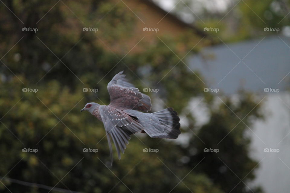 rock dove in mid flight