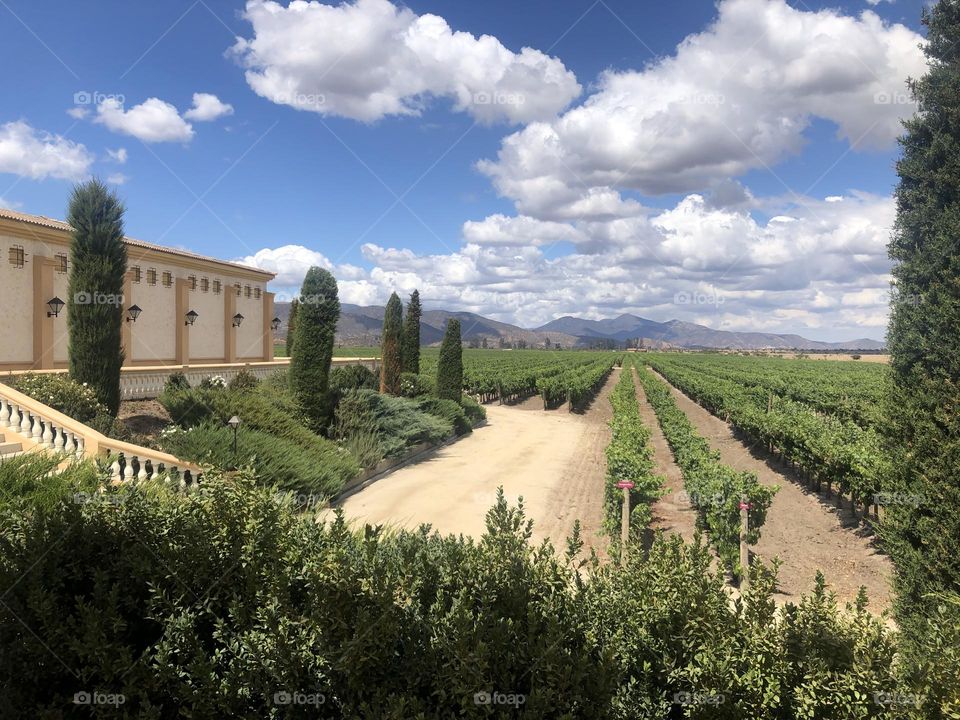 Casablanca Vineyards