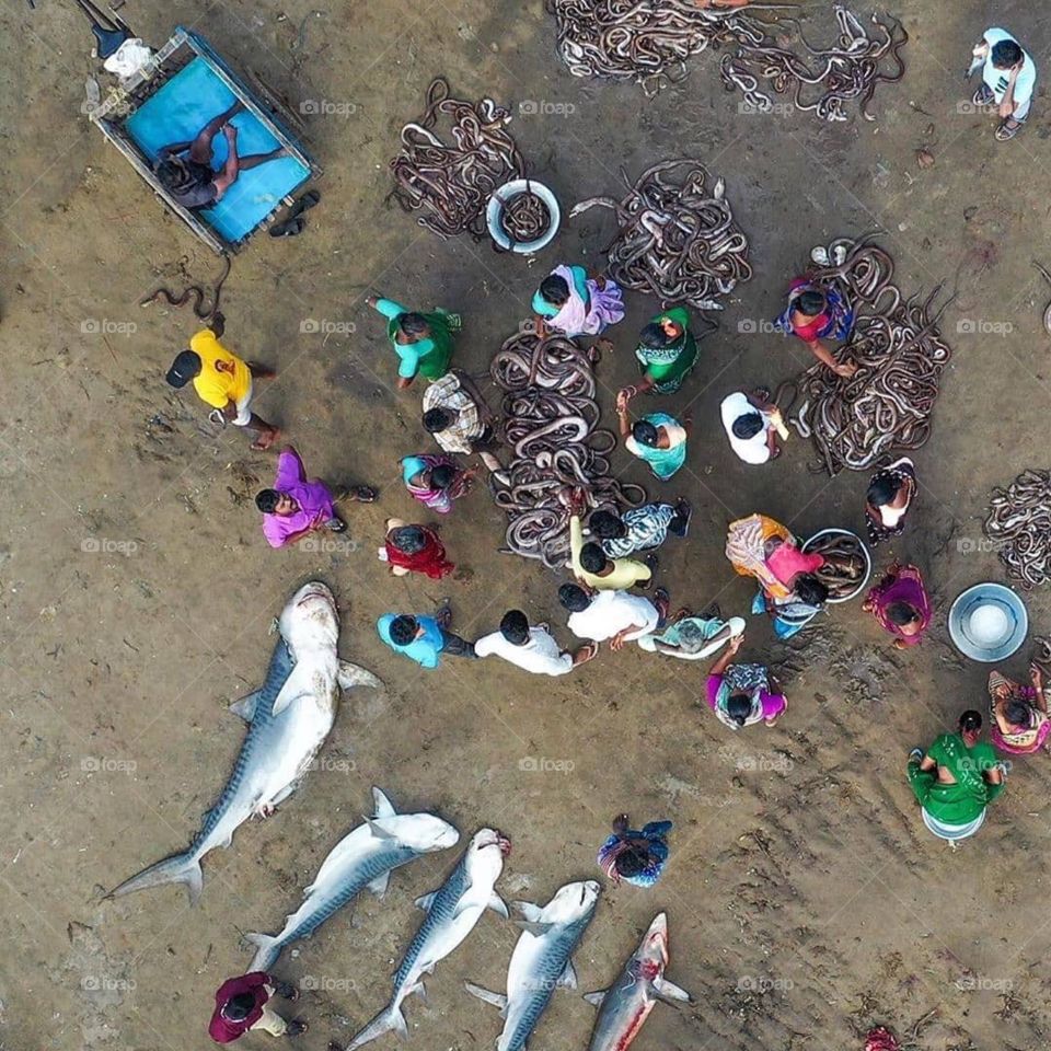 Let them survive in the ocean