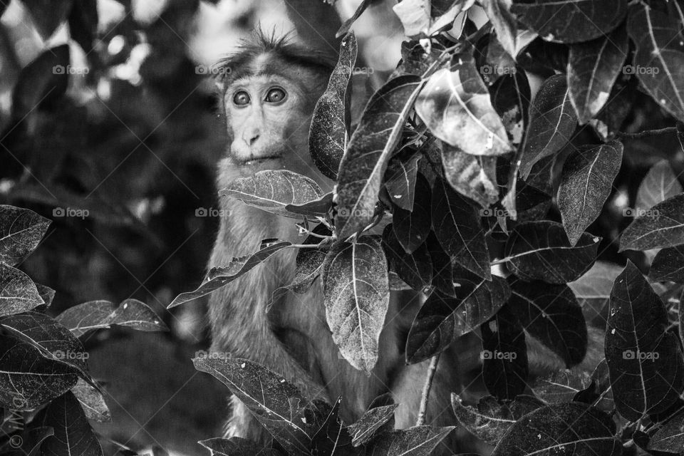 monkey in monochrome