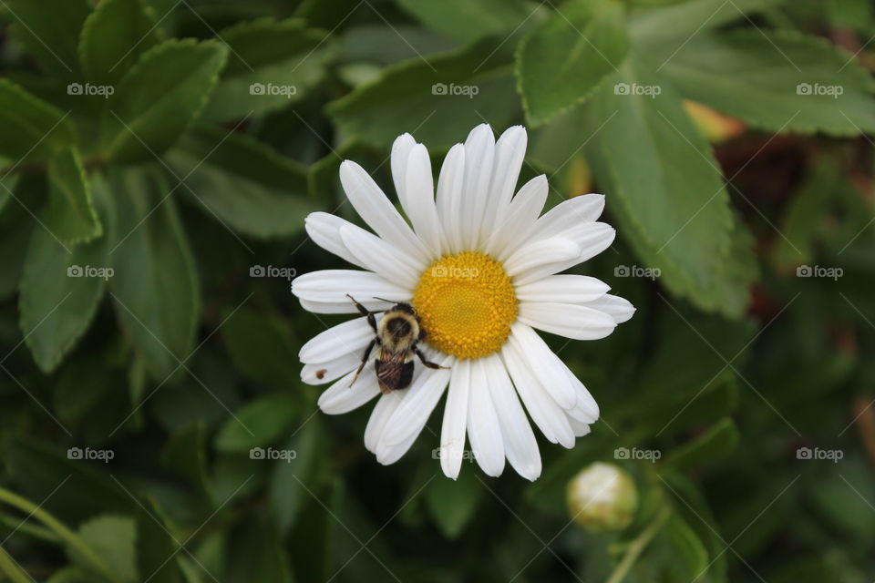 Bee on a Daisy
