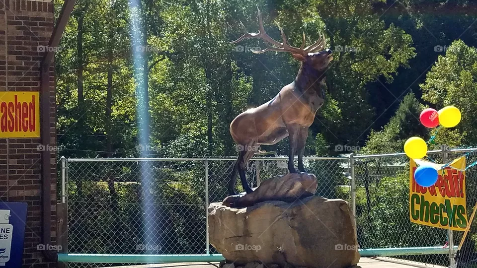 Elk