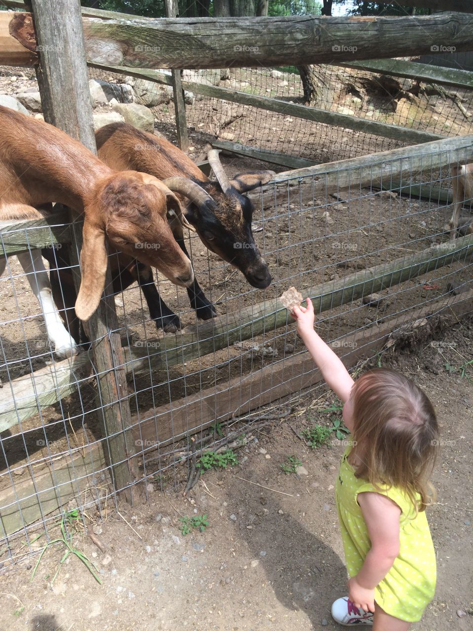 Farm, goat, Down syndrome