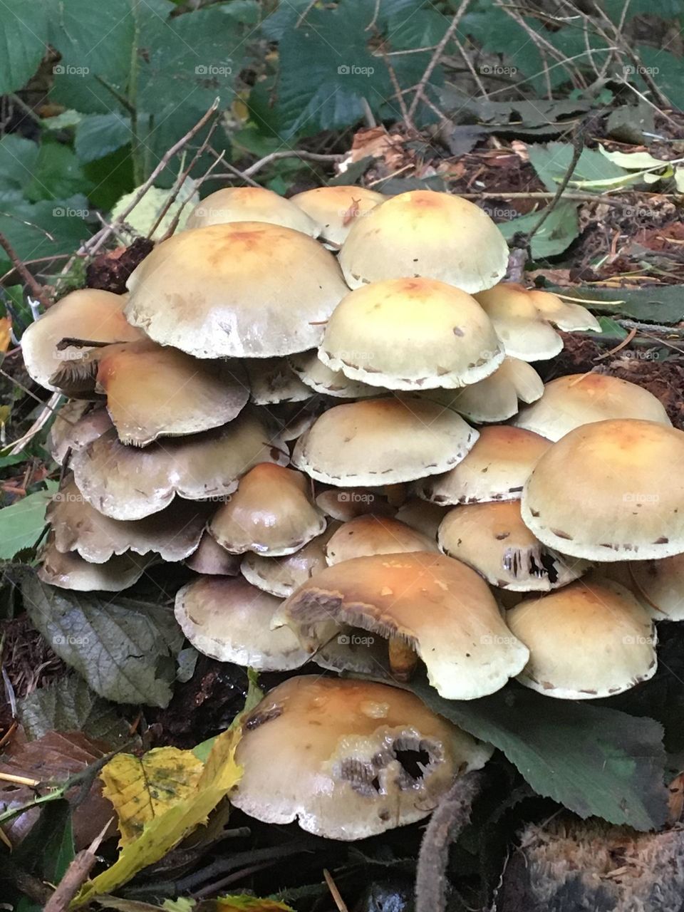 Mushrooms on a tree