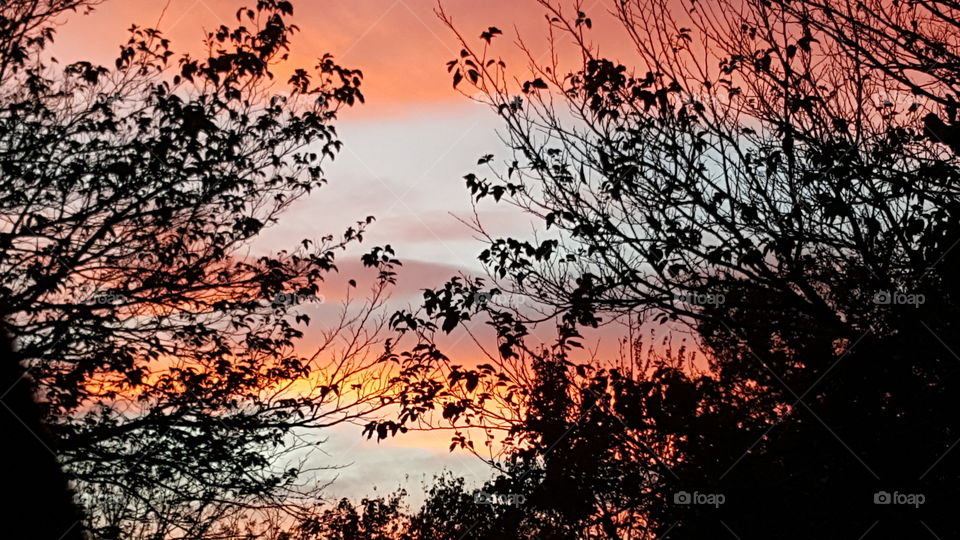 Beautiful sunset behind trees